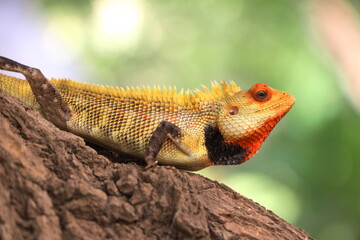 An oriental garden lizard on the bark of a tree.