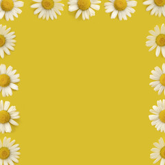 Pattern with white daisies located on the edge of a yellow background with space for text. Blank for postcards on the summer theme. Summer minimalism