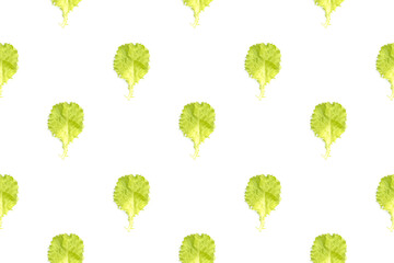 Pattern with light green leaves of green cabbage on a white background. Summer minimalism