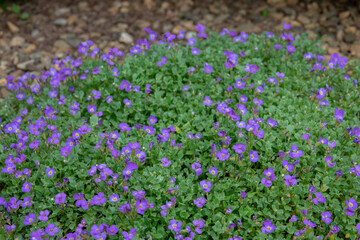 Fototapeta premium Background of Trailing Blue Saxifraga in garden