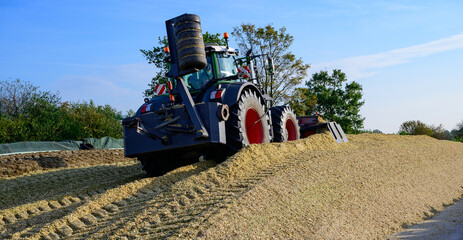 Maisernte für die Fütterung der landwirtschaftlichen Tiere