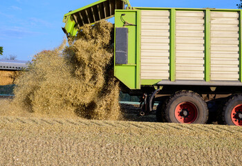Maisernte für die Fütterung der landwirtschaftlichen Tiere