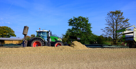 Obraz premium Maisernte für die Fütterung der landwirtschaftlichen Tiere