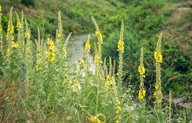 Summer wildflowers and sunny meadow. Postcard for the holiday