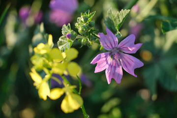 Purple wildflower