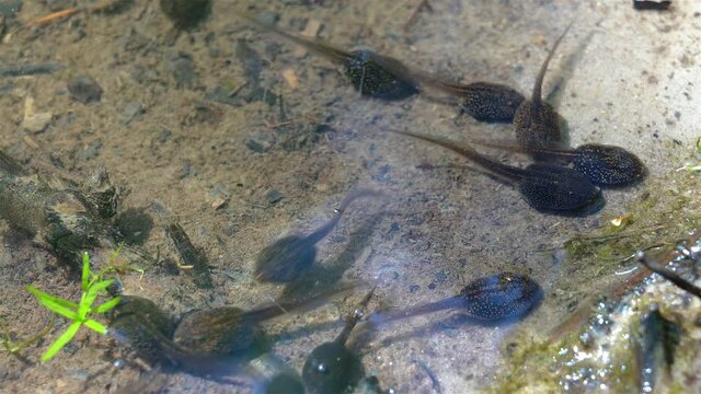 Tadpoles and small freshwater insects in a pond. 