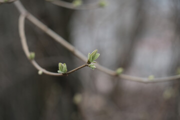 The first spring gentle leaves, buds and branches macro background