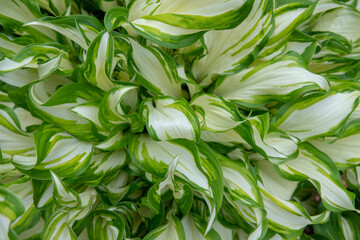 Host plant. Bright green background with leaves for design. Hosta in garden.