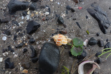 Pebbles and conch lying on the ground near the sea shore.