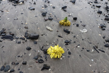 Pebbles and flowers lying on the ground near the sea shore.