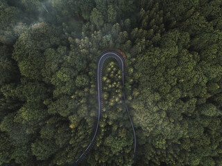 Aerial view of green forest and winding road.