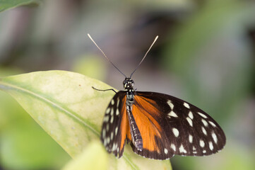 Fototapeta na wymiar A Tiger Longwing (Heliconius Hecale)