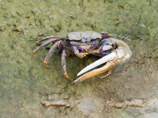 A Fiddler Crab (Uca Tangeri)