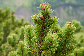 Branches of a dwarf pine (common high alitutde vegetation in the Alps).