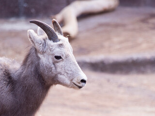 A Bighorn Sheep (Ovis Canadensis)