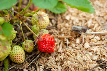 One red strawberry among green unripe