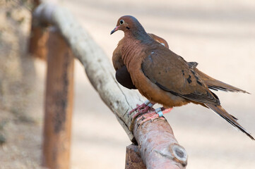 A Socorro dove (Zenaida graysoni)