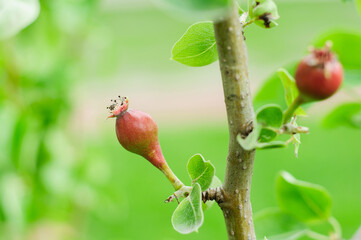 Green unripe pear fruit hanging on a tree branch