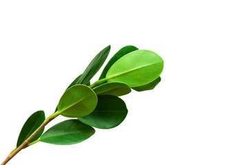 Fototapeta premium fresh green leaf isolated on white background for design elements, flat lay
