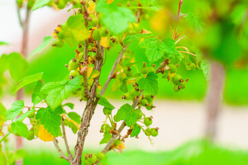 Green unripe currant berries hang on a branch of a bush