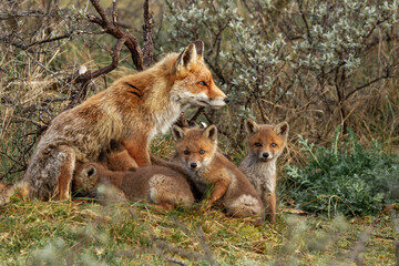 red fox in the wild with her cubs