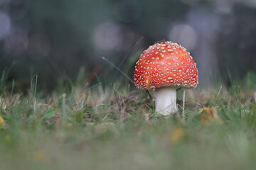 junger Fliegenpilz Amanita muscaria