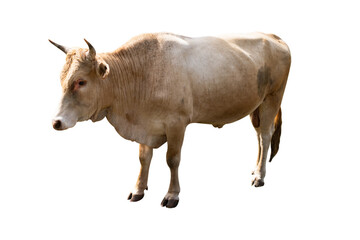 cow isolated on white