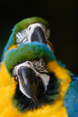 blue and yellow macaw © Tomas Kolisch