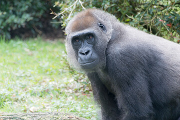 Obraz premium A Western gorilla (Gorilla Gorilla)