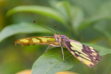 butterfly on a green leaf