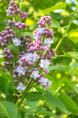  lilac bushes closeup