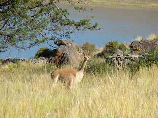 Vicuña on Isla Umayo (Lake Umayo, Titicaca region, Peru)