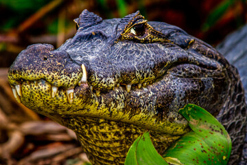 Fototapeta premium crocodile from Pantanal - Amazon 