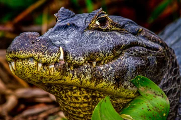 Deurstickers crocodile from Pantanal - Amazon  © Tomas Kolisch