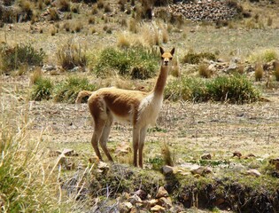 Vicuña on Isla Yuspique (Lake Titicaca, Bolivia)