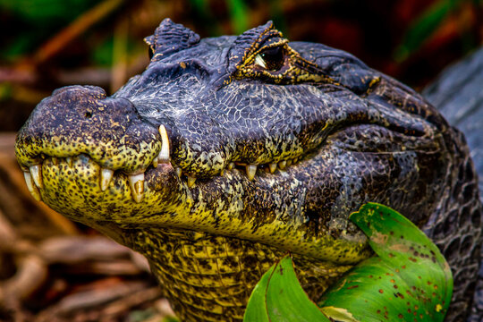 crocodile from Pantanal - Amazon 
