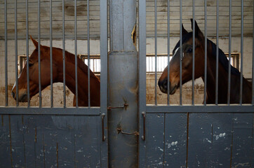 At the stable. Sad horses standing in a box stall behind bars