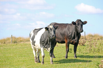 Cows in the field
