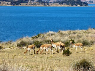 Vicuñas on Isla Suasi (Lake Titicaca, Peru)