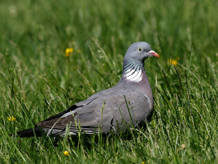 Wood Pigeon	