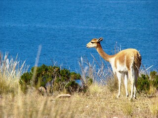 Vicuña on Isla Suasi (Lake Titicaca, Peru)