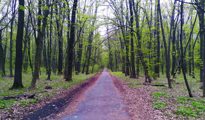 Fototapeta premium Alley in the spring forest