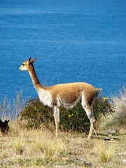Vicuña on Isla Suasi (Lake Titicaca, Peru)