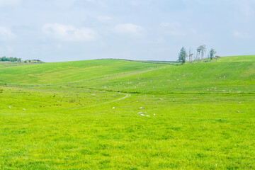 Fototapeta na wymiar A Scenic Countryside View of a Spacious Open Grassland Field and a Blue Sky Above