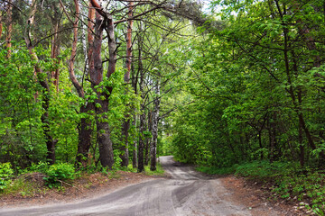 Dirt road among the trees
