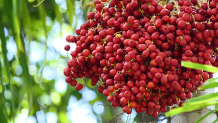 The red betel nut on the betel tree