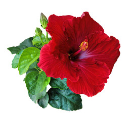 Red Hibiscus flowers Chinese Rose Isolated on white background