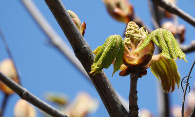 Chestnut tree blooms in spring