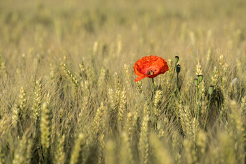 One red poppy flower on an grain field at daytime