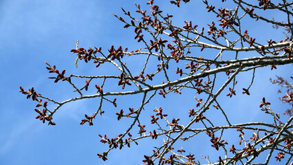 All the trees bloom in spring